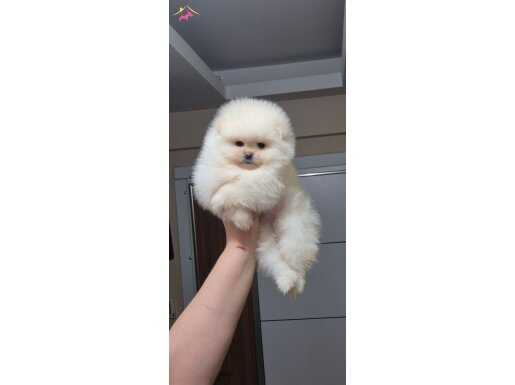 ÜST KALİTE KÜÇÜK PRENSES POMERANİAN BOO 