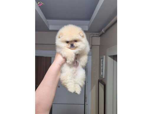 ÜST KALİTE AYICIK YÜZ TEACUP POMERANİAN BOO ERKEK 