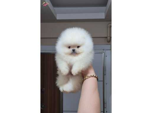 ÜST KALİTE AYICIK YÜZ TEACUP POMERANİAN BOO ERKEK 