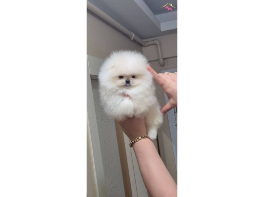 Üst kalite gülen yüz orijinal ırk DİŞİ