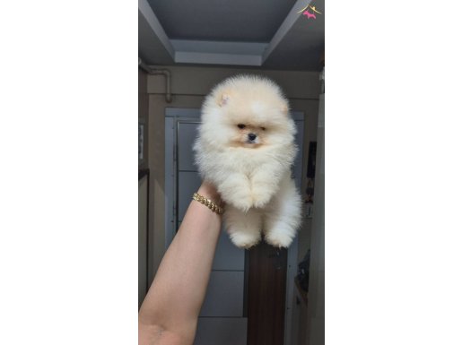 ÜST KALİTE ORİJİNAL IRK AYICIK YÜZ ERKEK