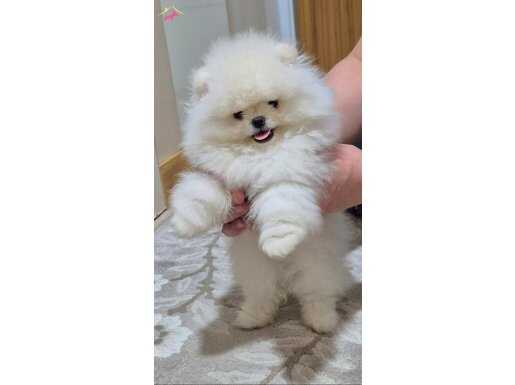 ÜST KALİTE KAR BEYAZ POMERANİAN BOO 