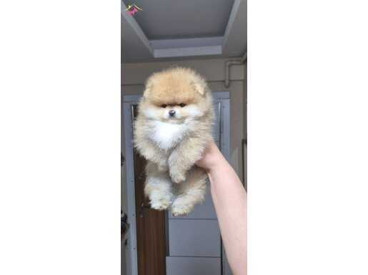 ÜST KALİTE ORİJİNAL RENK POMERANİAN BOO ERKEK 