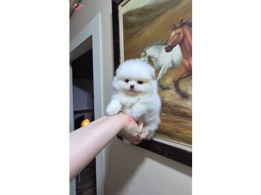 KAR BEYAZ MİNİK ERKEK POMERANİAN BOO 