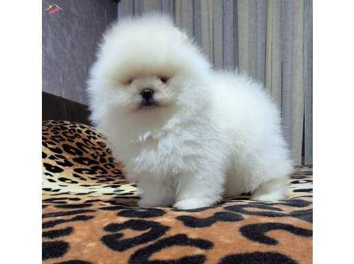 ÜST KALİTE KAR BEYAZ ORİJİNAL IRK ORİJİNAL BOO