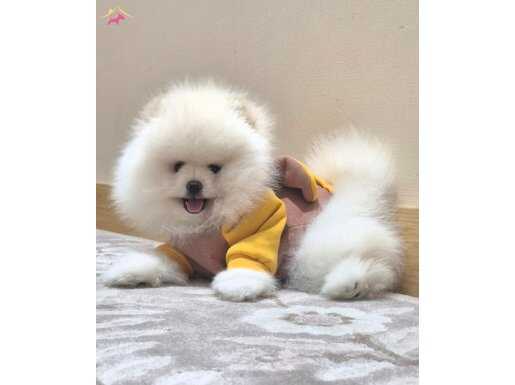KAR BEYAZ GÜLEN YÜZ ORİJİNAL IRK POMERANİAN BOO 