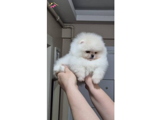 Üst kalite orijinal ırk küçük prenses 