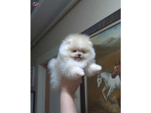 Beyaz Bulut: Kusursuz Kürk Yapılı Teacup Pomeranian Boo