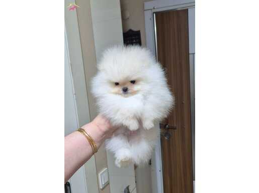 KAR BEYAZ ÜST KALİTE TEACUP ERKEK 