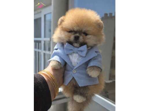 ÜST KALİTE AYICIK YÜZ TEACUP MİNİ ERKEK BOO