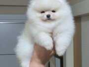 Üst kalite Ayı surat pomeranian boo DİŞİ 
