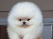 ÜST KALİTE AYICIK YÜZ TEACUP POMERANİAN BOO ERKEK 