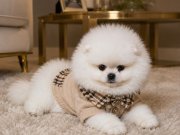 AYICIK YÜZ POMERANİAN BOO ERKEK 