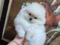 Küçük prenses orijinal ırk pomeranian boo 
