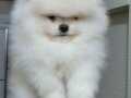 Üst kalite ayı surat pomeranian BOO 