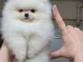 Üst kalite kar beyaz Pomeranian BOO 