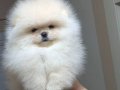 Ayı surat pomeranian boo DİŞİ 