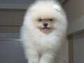 Gülen yüz pomeranian boo erkek