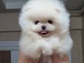 Üst kalite gülen yüz pomeranian boo DİŞİ 