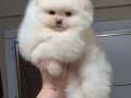 ÜST KALİTE KÜÇÜK PRENSES POMERANİAN BOO 