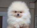 ÜST KALİTE AYICIK YÜZ POMERANİAN BOO ERKEK 