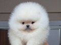 ÜST KALİTE AYICIK YÜZ TEACUP POMERANİAN BOO ERKEK 