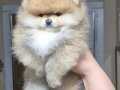 ÜST KALİTE ORİJİNAL RENK POMERANİAN BOO ERKEK 