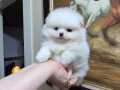KAR BEYAZ MİNİK ERKEK POMERANİAN BOO 