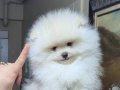 ÜST KALİTE GÜLEN YÜZ ORİJİNAL IRK POMERANİAN BOO 