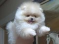 Beyaz Bulut: Kusursuz Kürk Yapılı Teacup Pomeranian Boo