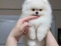 ÜST KALİTE KAR BEYAZ TEACUP POMERANİAN DİŞİ