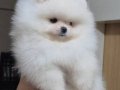 ÜST KALİTE KAR BEYAZ TEACUP POMERANİAN DİŞİ