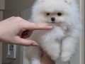 ÜST KALİTE KAR BEYAZ TEACUP POMERANİAN DİŞİ