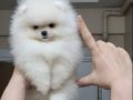 ÜST KALİTE KAR BEYAZ TEACUP POMERANİAN DİŞİ
