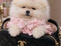KÜÇÜK BOY KÜÇÜK PRENSES POMERANİAN BOO 