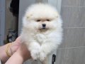 KÜÇÜK BOY KÜÇÜK PRENSES POMERANİAN BOO 