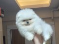 ÜST KALİTE MİNİ BOY KÜÇÜK PRENSES POMERANİAN BOO 