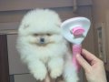 ÜST KALİTE MİNİ BOY KÜÇÜK PRENSES POMERANİAN BOO 