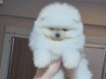 ÜST KALİTE MİNİ BOY KÜÇÜK PRENSES POMERANİAN BOO 