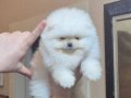 ÜST KALİTE MİNİ BOY KÜÇÜK PRENSES POMERANİAN BOO 