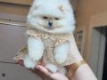 ÜST KALİTE MİNİ BOY KÜÇÜK PRENSES POMERANİAN BOO 