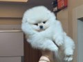 Üst Kalite Kar Beyaz Küçük Prens Pomeranian Boo 