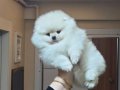 Üst Kalite Kar Beyaz Küçük Prens Pomeranian Boo 