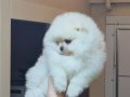 Üst Kalite Kar Beyaz Küçük Prens Pomeranian Boo 