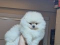Üst Kalite Kar Beyaz Küçük Prens Pomeranian Boo 