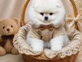 Üst Kalite Kar Beyaz Küçük Prens Pomeranian Boo 