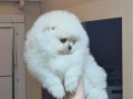 AYICIK YÜZ POMERANİAN BOO ERKEK 