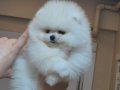 ÜST KALİTE 1DİŞİ 1 ERKEK POMERANİAN BOO 