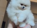 ÜST KALİTE 1DİŞİ 1 ERKEK POMERANİAN BOO 