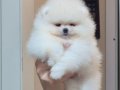 ÜST KALİTE 1DİŞİ 1 ERKEK POMERANİAN BOO 